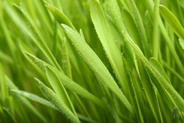 Fototapeta premium Vigorous wheat seedling