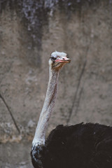 Ostrich (Struthio camelus)