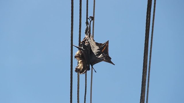 The Flying Fox (Pteropus giganteus chinghaiensis) got tangled in the electrical wires despite using the locator. Electric lines as a cause of death for flying mammals and birds. Sri Lanka