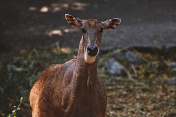 Nilgai (Boselaphus tragocamelus) looking at camera.
