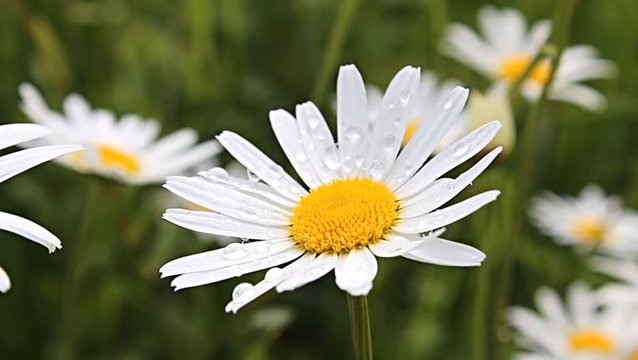 lovers flower beautiful amezing white flower