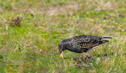 Obraz premium Etourneau