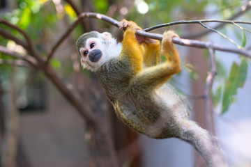 Squirrel Monkey(Common Squirrel Monkey) (Saimiri sciureus) on a tree.