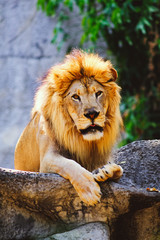 male lion