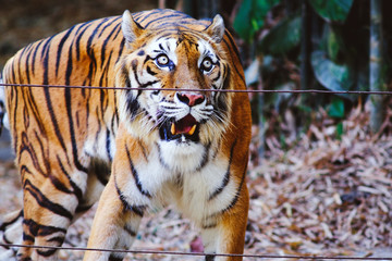 Tiger (Panthera tigris) walking alone.