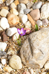 Wilde Krokusse im Frühjahr	
