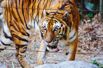 Fototapeta na wymiar Tiger (Panthera tigris) walking alone.