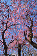 新生さくら広場の桜
