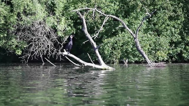 Cormorant bird waits on branch at the lake, long shot