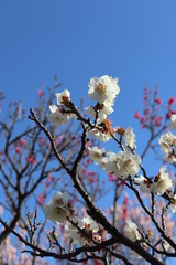梅
