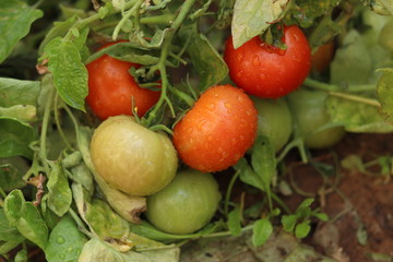 red fresh organic tomatoes grown in kitchen garden