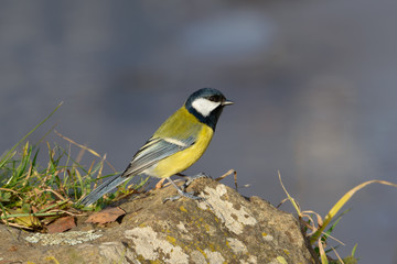 Great Tit  bird perched on a stone near the grass on a soft blue background. Yellow and black small bird.