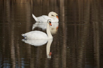 Naklejka premium 2 Schwäne im Moorsee