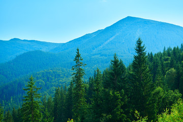 wild nature, summer landscape in carpathian mountains, wildflowers and meadow, spruces on hills, beautiful cloudy sky