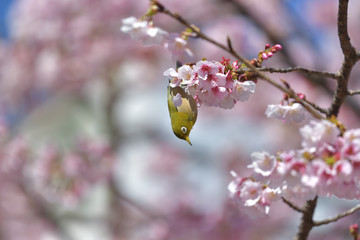 満開の大寒桜と緑色の美しい小鳥（メジロ）No.148