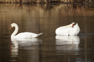 2 Schwäne im Moorsee