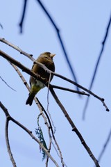 oriental greenfinch on branch