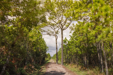 Path between pine forest at the top of Phu Kradueng National Park, Thailand