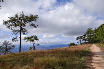 Fototapeta na wymiar Path between pine forest at the top of Phu Kradueng National Park, Thailand