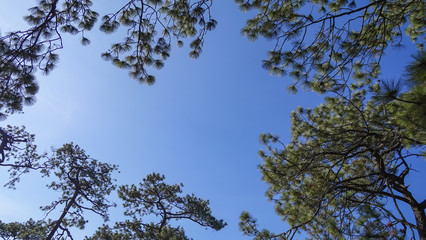 sunlight behind the branch of pine tree on blue sky background