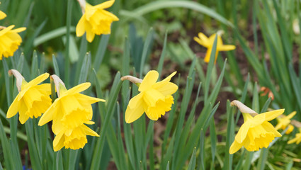 (Narcissus pseudonarcissus) Gelbe Narzisse im Frühling