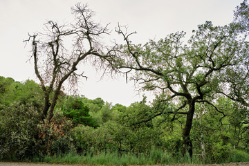 Two green trees joined by their upper branches forming an arch in natural park, Sierra de Collserola, Catalonia
