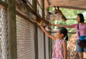 Child feed giraffes