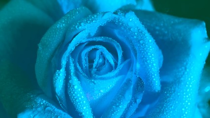 Unusual Blue Rose in Drops of Water. Blue Rose covered with large transparent drops slowly rotates in front of the camera