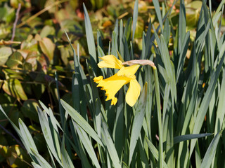 (Narcissus pseudonarcissus) Gelbe Narzisse im Frühling. Helle Blütenblätter umgeschlagen hinten...