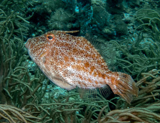 A Weedy Filefish (Chaetodermis penicilligerus)