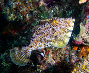 A Weedy Filefish (Chaetodermis penicilligerus)