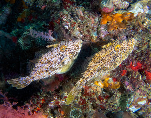 A Weedy Filefish (Chaetodermis penicilligerus)