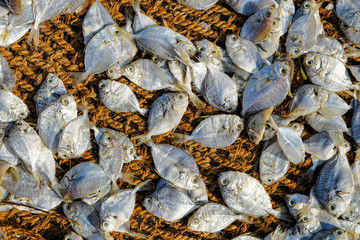 Fish drying in the sun on the beach in Talaimannar, Sri Lanka.