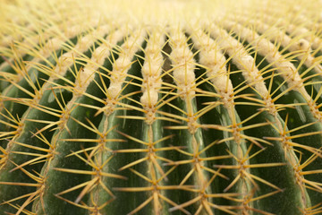 Naklejka na ściany i meble Prickly cactus texture. Close up green nature background.