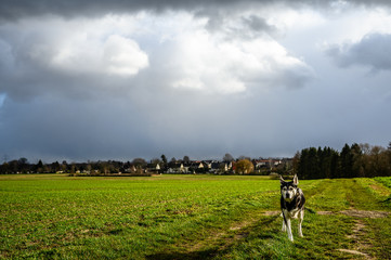 Schöner Husky