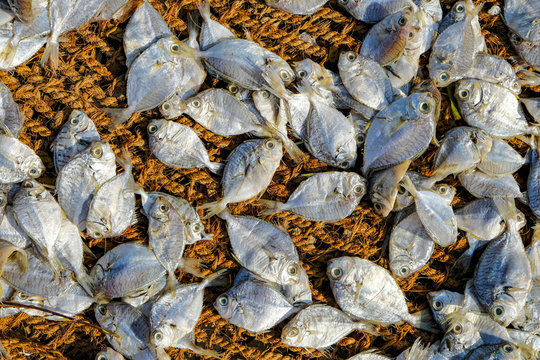 Fish drying in the sun on the beach in Talaimannar, Sri Lanka.