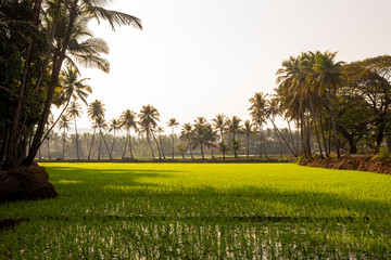 Green paddy fields with coconut trees in background, peaceful landscape in Goa India, Agriculture landscape - obrazy, fototapety, plakaty