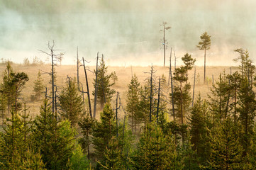 Morning at forest lake with haze over water surface, evergreen forest and swamp