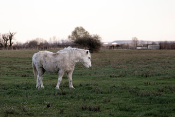 Obraz premium Cheval blanc dans un pré