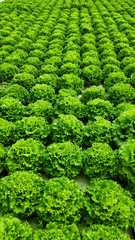 Organic hydroponic fresh green vegetables
