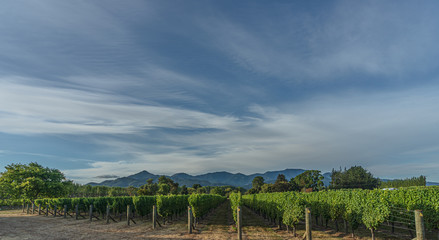 Fototapeta premium vineyard landscape with clouds