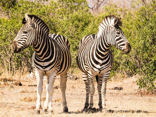 Fototapeta na wymiar Zebras in Dilemma -Safari /Wildlife