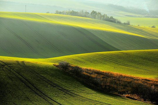 Tree alleys among rolling spring fields, shades of green and brown fields © Marek