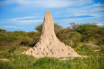 Termite mound