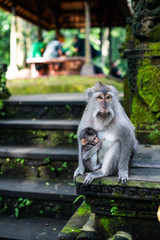 Monkey family sitting on a temple step with walls in moss. Ebola and yellow fever concept. Family concept.
