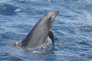 Naklejka premium Common bottlenose dolphin jumping in Reunion Island Tursiops truncatus