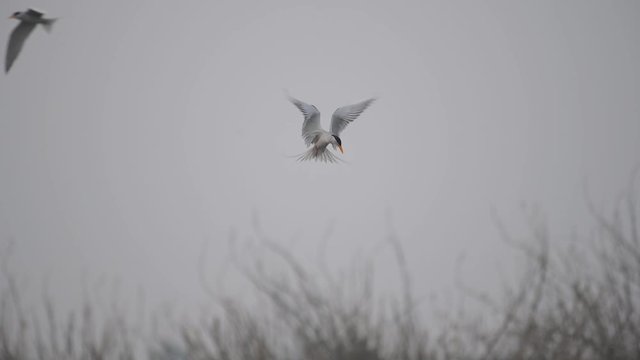 The river tern fishing at dawn 