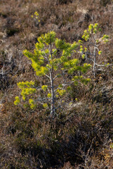 pine in the bog
