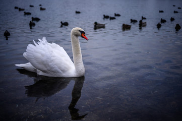 Ein Schwan im See