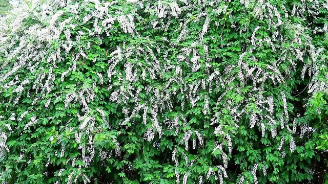 Jewel vine, Hog creeper, Malay jewelvine has properties of the root has a drunk taste and Used as an elixir and heal